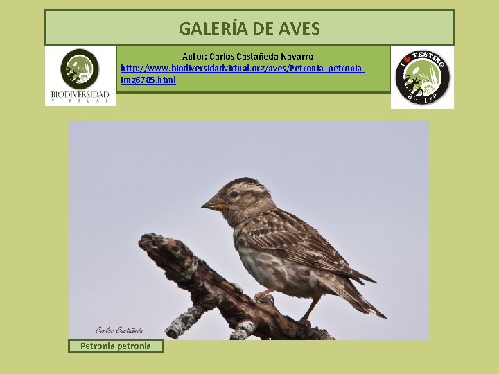  GALERÍA DE AVES Autor: Carlos Castañeda Navarro http: //www. biodiversidadvirtual. org/aves/Petronia+petroniaimg 6785. html