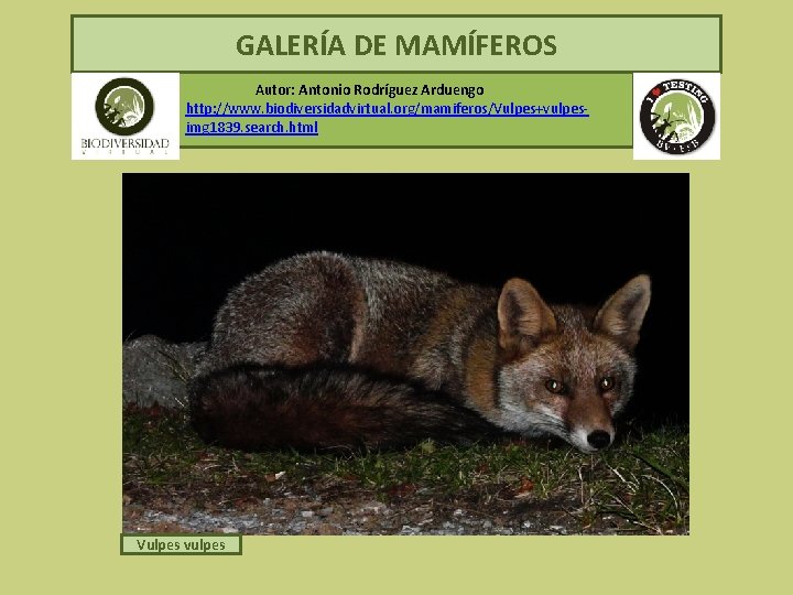 GALERÍA DE MAMÍFEROS Autor: Antonio Rodríguez Arduengo http: //www. biodiversidadvirtual. org/mamiferos/Vulpes+vulpesimg 1839. search. html