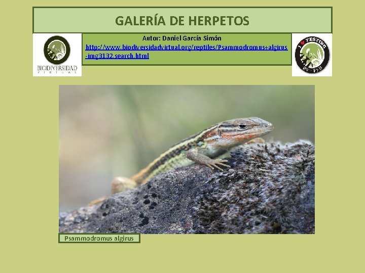  GALERÍA DE HERPETOS Autor: Daniel García Simón http: //www. biodiversidadvirtual. org/reptiles/Psammodromus+algirus -img 3132.