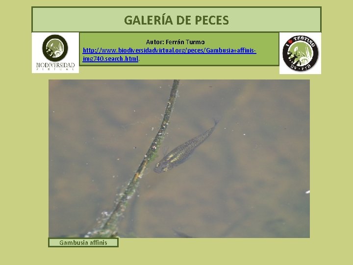 GALERÍA DE PECES Autor: Ferrán Turmo http: //www. biodiversidadvirtual. org/peces/Gambusia+affinisimg 740. search. html. Gambusia