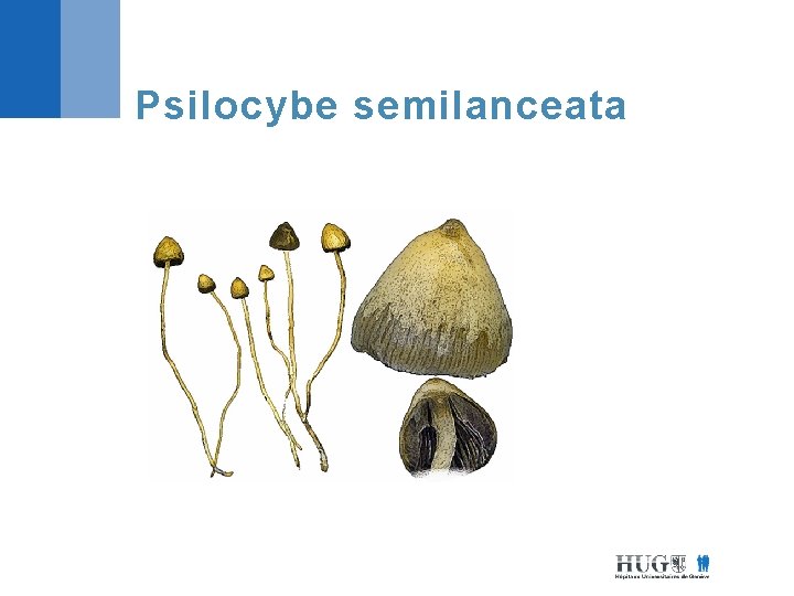 Psilocybe semilanceata 