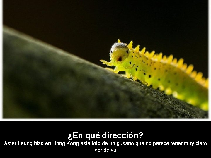 ¿En qué dirección? Aster Leung hizo en Hong Kong esta foto de un gusano