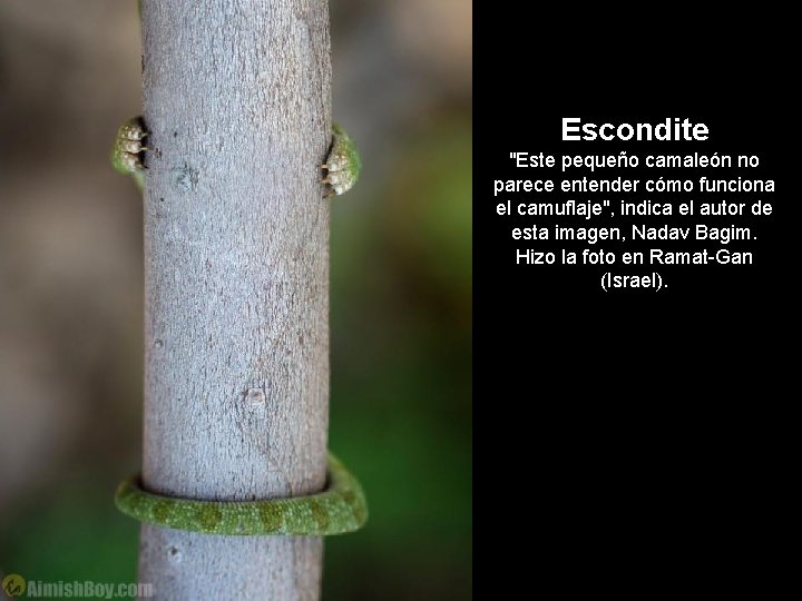 Escondite "Este pequeño camaleón no parece entender cómo funciona el camuflaje", indica el autor