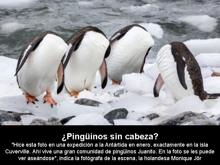¿Pingüinos sin cabeza? "Hice esta foto en una expedición a la Antártida en enero,