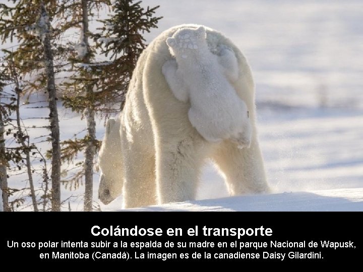 Colándose en el transporte Un oso polar intenta subir a la espalda de su