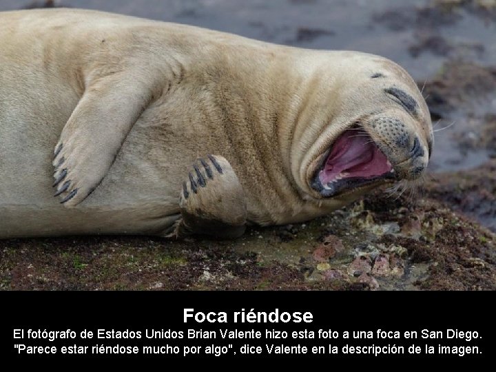 Foca riéndose El fotógrafo de Estados Unidos Brian Valente hizo esta foto a una