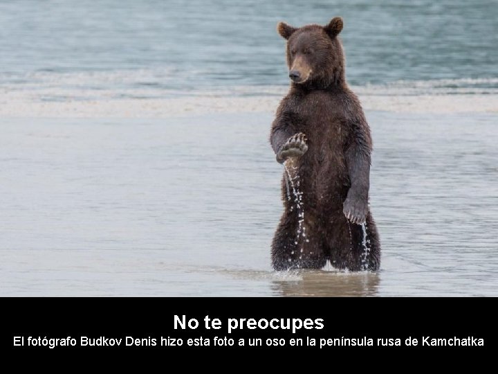 No te preocupes El fotógrafo Budkov Denis hizo esta foto a un oso en