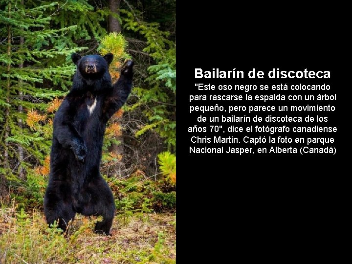 Bailarín de discoteca "Este oso negro se está colocando para rascarse la espalda con