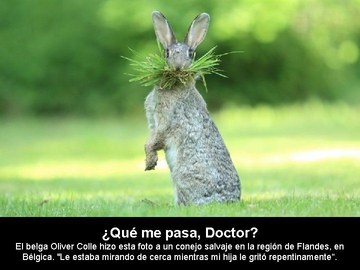 ¿Qué me pasa, Doctor? El belga Oliver Colle hizo esta foto a un conejo