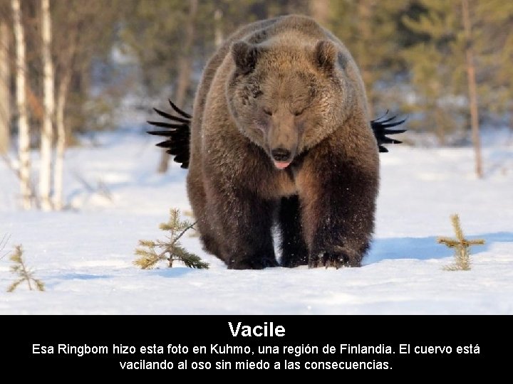 Vacile Esa Ringbom hizo esta foto en Kuhmo, una región de Finlandia. El cuervo