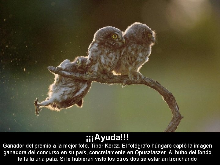 ¡¡¡Ayuda!!! Ganador del premio a la mejor foto, Tibor Kercz. El fotógrafo húngaro captó