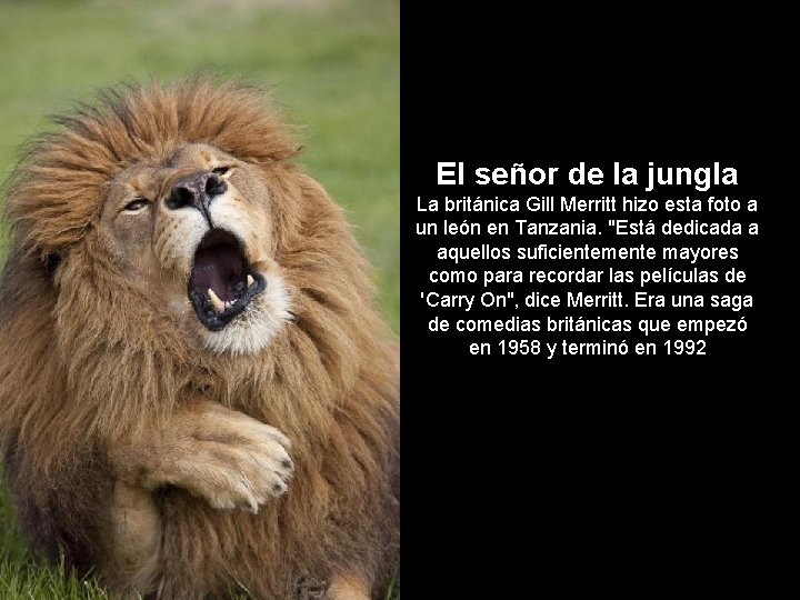 El señor de la jungla La británica Gill Merritt hizo esta foto a un