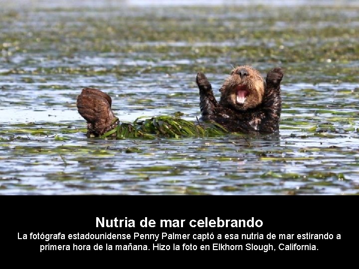 Nutria de mar celebrando La fotógrafa estadounidense Penny Palmer captó a esa nutria de