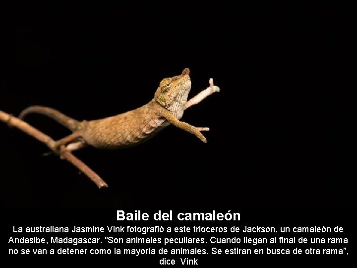 Baile del camaleón La australiana Jasmine Vink fotografió a este trioceros de Jackson, un