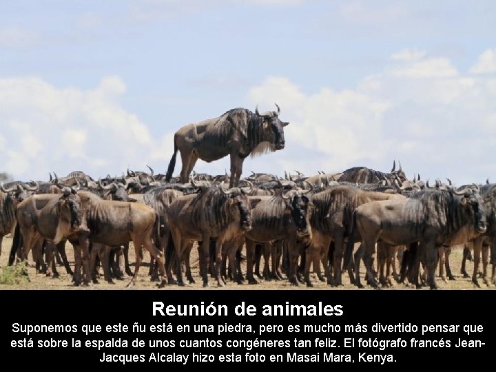 Reunión de animales Suponemos que este ñu está en una piedra, pero es mucho
