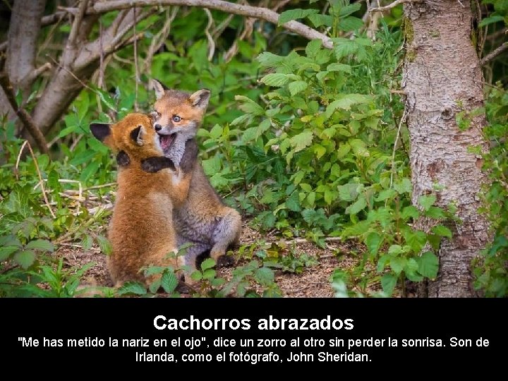 Cachorros abrazados "Me has metido la nariz en el ojo", dice un zorro al