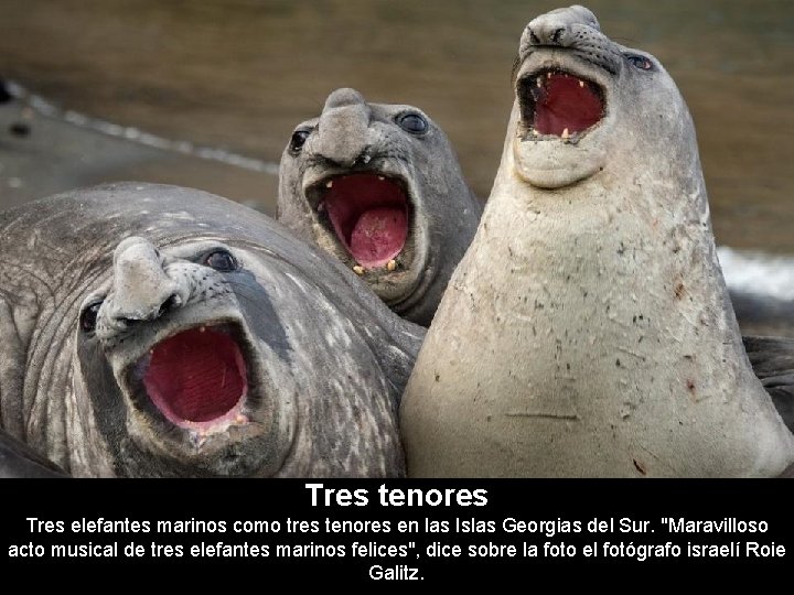 Tres tenores Tres elefantes marinos como tres tenores en las Islas Georgias del Sur.