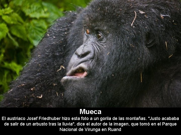 Mueca El austriaco Josef Friedhuber hizo esta foto a un gorila de las montañas.