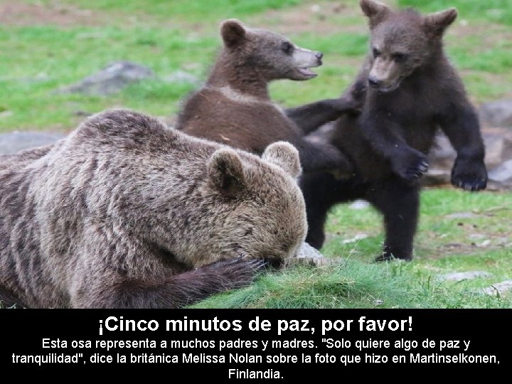 ¡Cinco minutos de paz, por favor! Esta osa representa a muchos padres y madres.