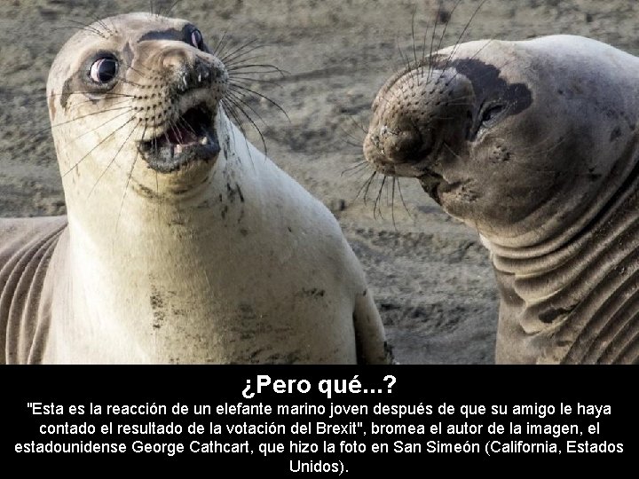 ¿Pero qué. . . ? "Esta es la reacción de un elefante marino joven