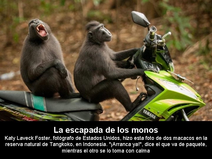 La escapada de los monos Katy Laveck Foster, fotógrafo de Estados Unidos, hizo esta