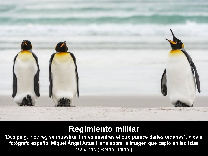 Regimiento militar "Dos pingüinos rey se muestran firmes mientras el otro parece darles órdenes",