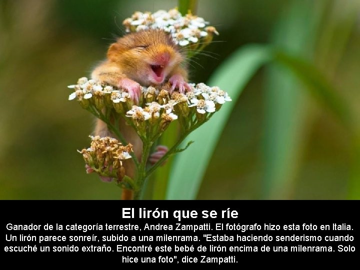 El lirón que se ríe Ganador de la categoría terrestre, Andrea Zampatti. El fotógrafo