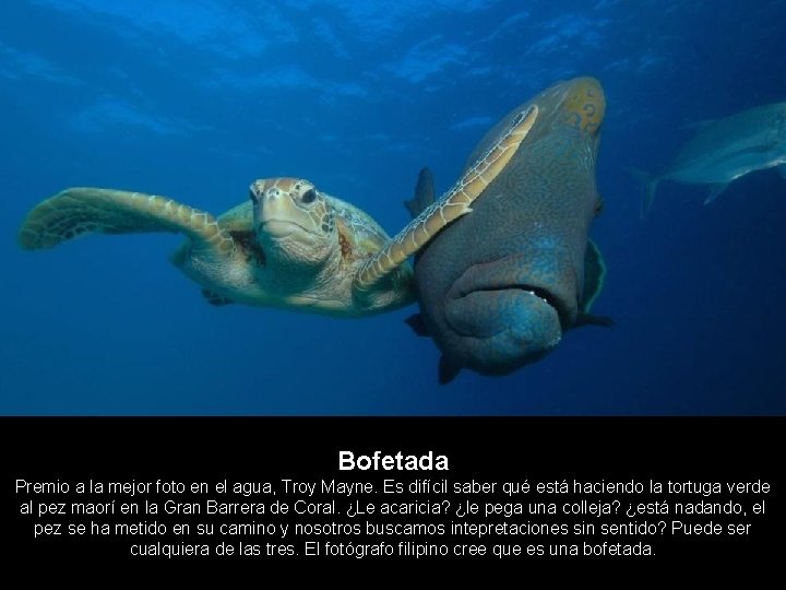 Bofetada Premio a la mejor foto en el agua, Troy Mayne. Es difícil saber