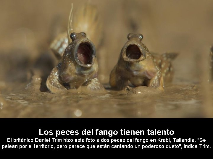 Los peces del fango tienen talento El británico Daniel Trim hizo esta foto a