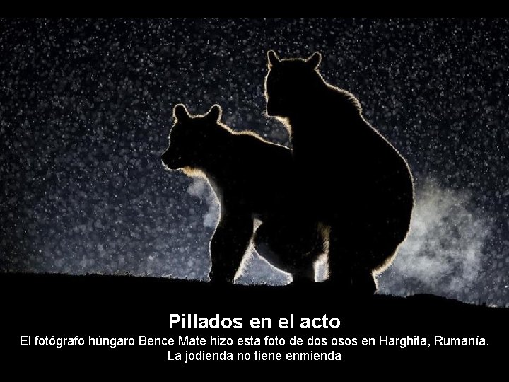 Pillados en el acto El fotógrafo húngaro Bence Mate hizo esta foto de dos
