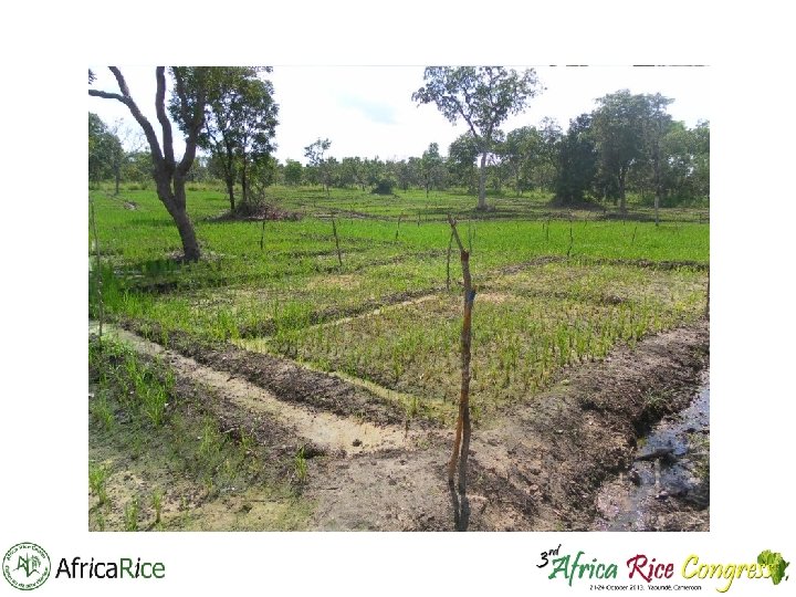 WUR – Africa. Rice workshop Cotonou, Benin, February 1, 2013 