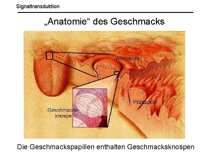 Signaltransduktion „Anatomie“ des Geschmacks Die Geschmackspapillen enthalten Geschmacksknospen 