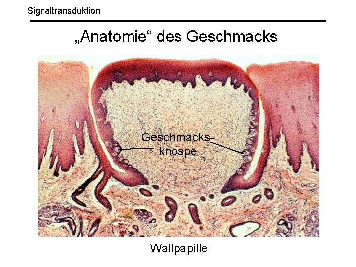 Signaltransduktion „Anatomie“ des Geschmacksknospe Wallpapille 