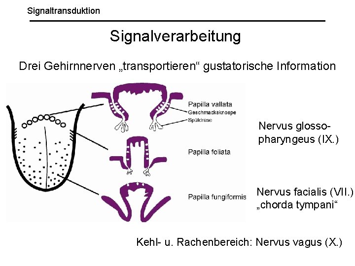 Signaltransduktion Signalverarbeitung Drei Gehirnnerven „transportieren“ gustatorische Information Nervus glossopharyngeus (IX. ) Nervus facialis (VII.