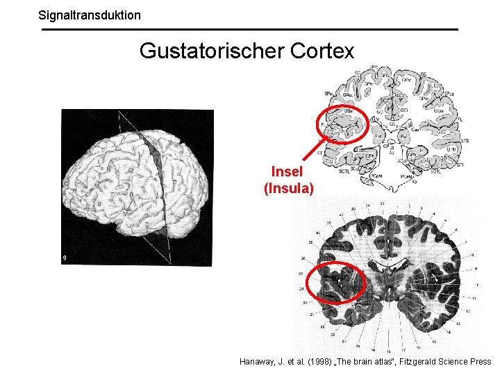 Signaltransduktion Gustatorischer Cortex Insel (Insula) Hanaway, J. et al. (1998) „The brain atlas“, Fitzgerald