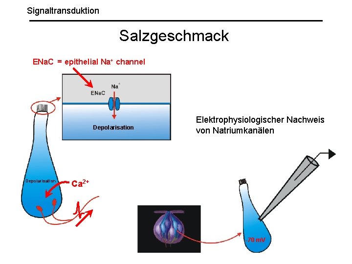 Signaltransduktion Salzgeschmack ENa. C = epithelial Na+ channel Depolarisation Elektrophysiologischer Nachweis von Natriumkanälen Ca