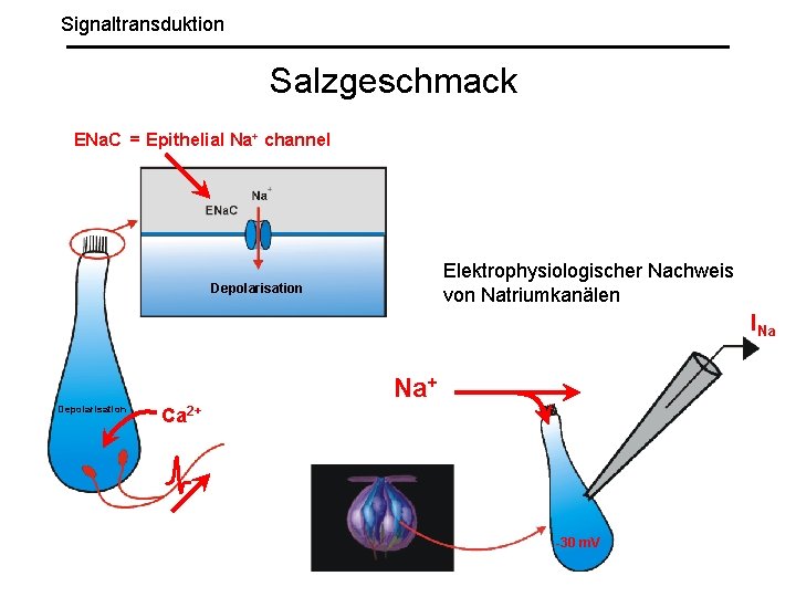 Signaltransduktion Salzgeschmack ENa. C = Epithelial Na+ channel Elektrophysiologischer Nachweis von Natriumkanälen Depolarisation INa