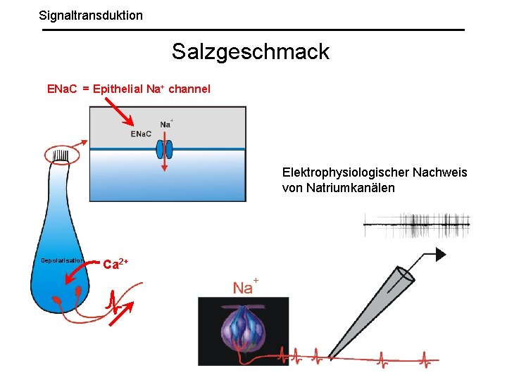 Signaltransduktion Salzgeschmack ENa. C = Epithelial Na+ channel Elektrophysiologischer Nachweis von Natriumkanälen Depolarisation Ca