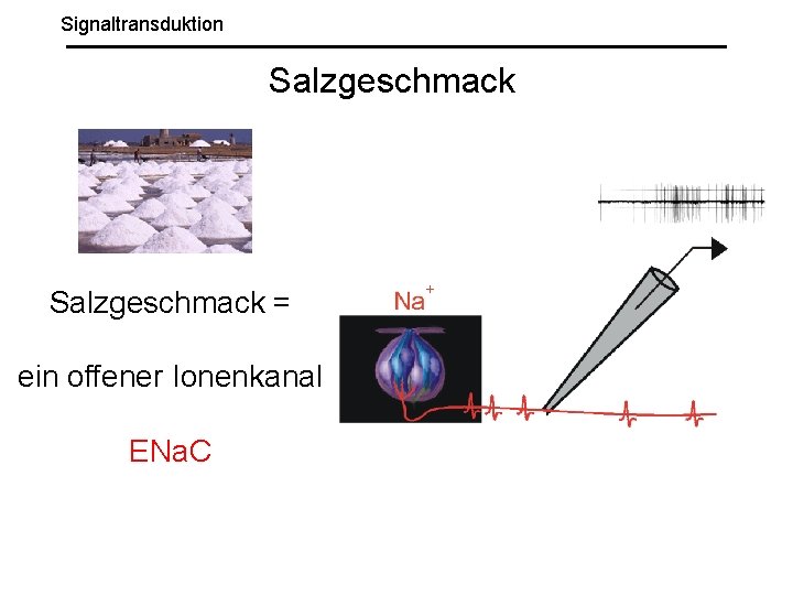 Signaltransduktion Salzgeschmack = ein offener Ionenkanal ENa. C 