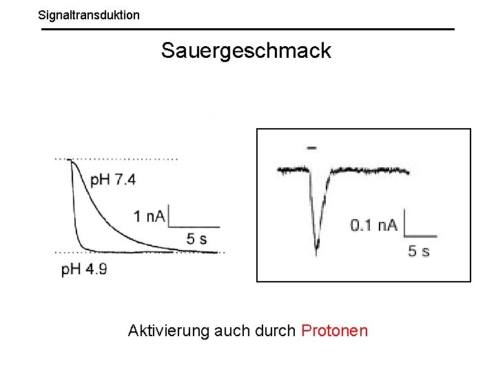 Signaltransduktion Sauergeschmack Aktivierung auch durch Protonen 