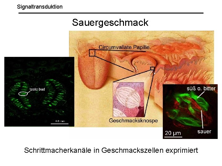 Signaltransduktion Sauergeschmack Schrittmacherkanäle in Geschmackszellen exprimiert 