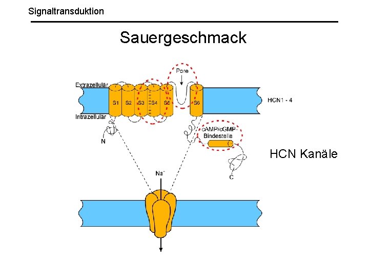 Signaltransduktion Sauergeschmack HCN Kanäle 