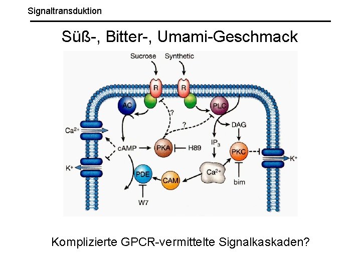 Signaltransduktion Süß-, Bitter-, Umami-Geschmack Komplizierte GPCR-vermittelte Signalkaskaden? 