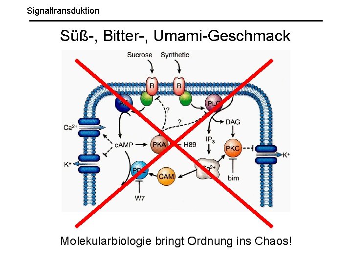 Signaltransduktion Süß-, Bitter-, Umami-Geschmack Molekularbiologie bringt Ordnung ins Chaos! 