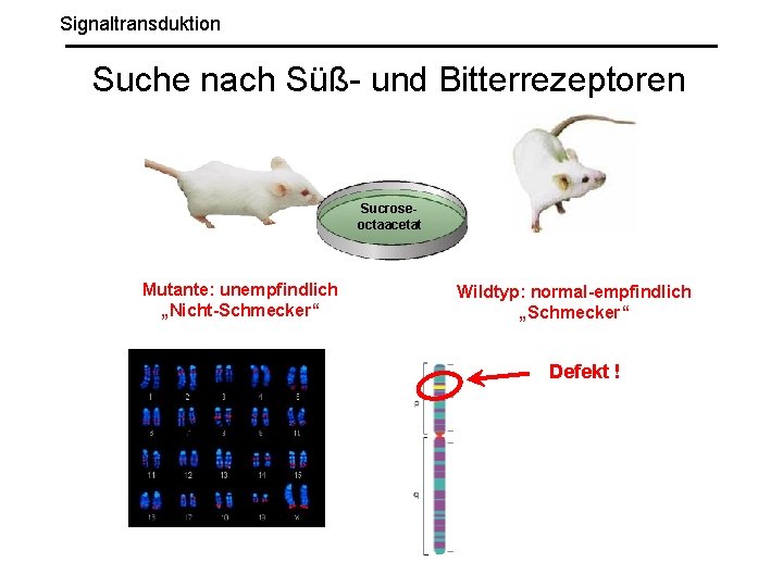 Signaltransduktion Suche nach Süß- und Bitterrezeptoren Sucroseoctaacetat Mutante: unempfindlich „Nicht-Schmecker“ Wildtyp: normal-empfindlich „Schmecker“ Defekt