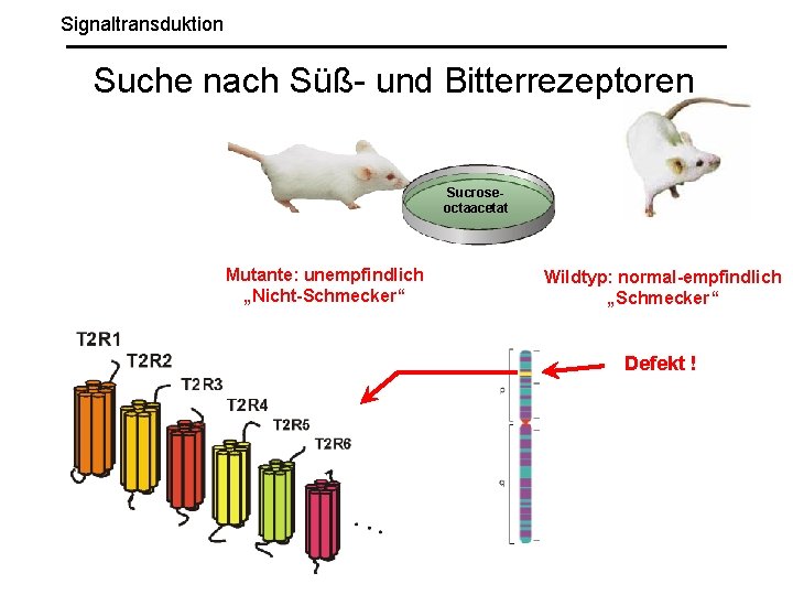 Signaltransduktion Suche nach Süß- und Bitterrezeptoren Sucroseoctaacetat Mutante: unempfindlich „Nicht-Schmecker“ Wildtyp: normal-empfindlich „Schmecker“ Defekt