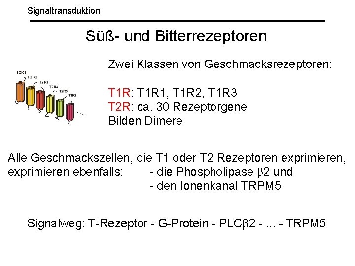 Signaltransduktion Süß- und Bitterrezeptoren Zwei Klassen von Geschmacksrezeptoren: T 1 R 1, T 1