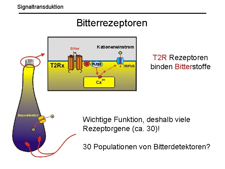 Signaltransduktion Bitterrezeptoren Kationeneinstrom T 2 R Rezeptoren binden Bitterstoffe Wichtige Funktion, deshalb viele Rezeptorgene