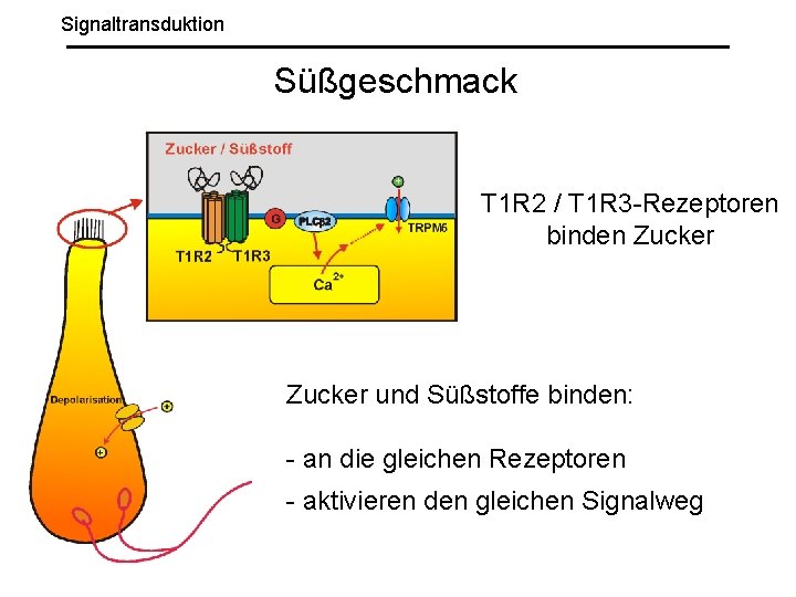 Signaltransduktion Süßgeschmack T 1 R 2 / T 1 R 3 -Rezeptoren binden Zucker