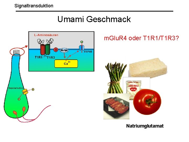 Signaltransduktion Umami Geschmack m. Glu. R 4 oder T 1 R 1/T 1 R